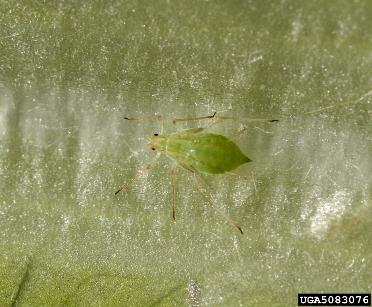 lettuce aphid (Acyrthosiphon lactucae ) on lettuce (Lactuca sativa