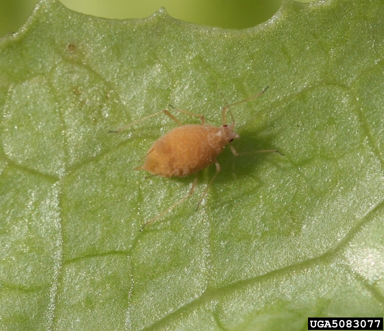 lettuce aphid (Acyrthosiphon lactucae)