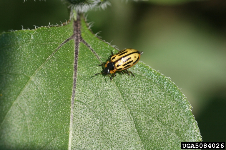 cottonwood leaf beetle (Chrysomela scripta)