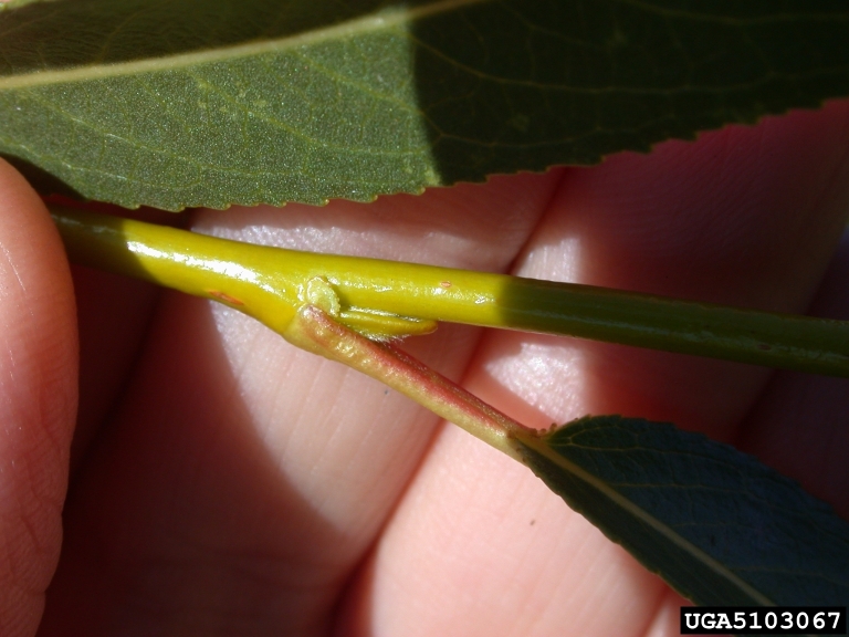willow (Genus Salix)