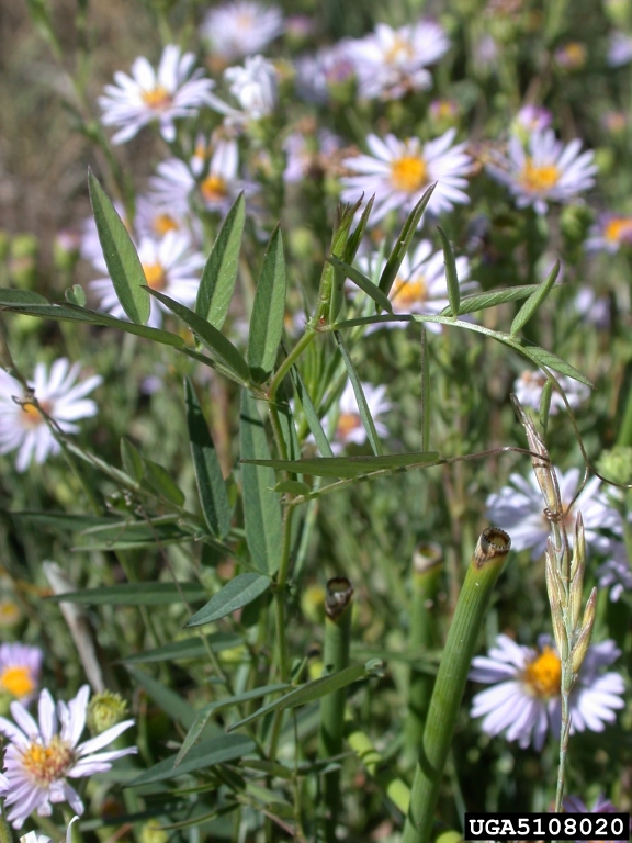 thymeleaf speedwell (Veronica serpyllifolia)