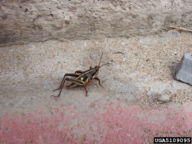 cornfield (Sphenarium purpurascens)