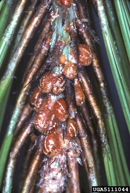 striped pine scale (Toumeyella pini ) on slash pine (Pinus elliottii ...