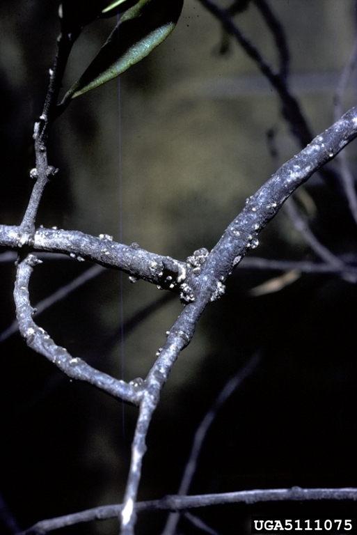 pit scale (Pollinia pollini)