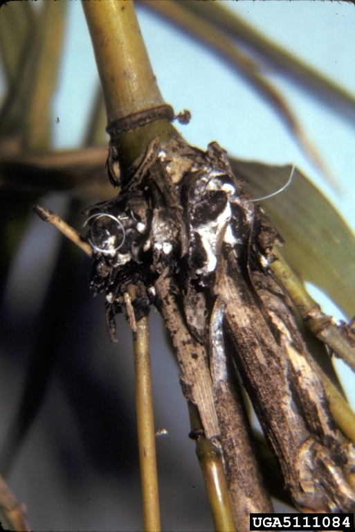 mealybug (Antonina pretiosa)