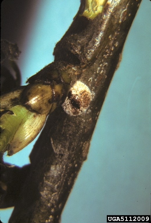 wax scale (Parthenolecanium pruinosum Coquillett, 1891)