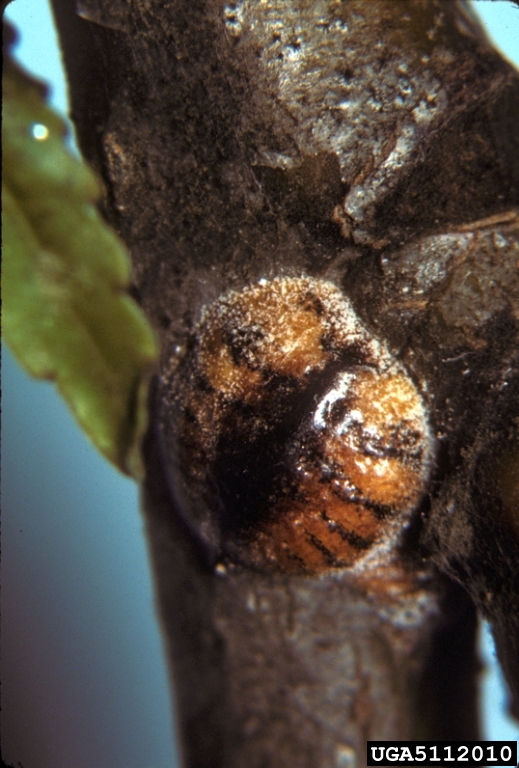 wax scale (Parthenolecanium pruinosum Coquillett, 1891)