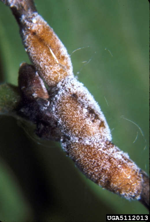 wax scale (Parthenolecanium pruinosum)