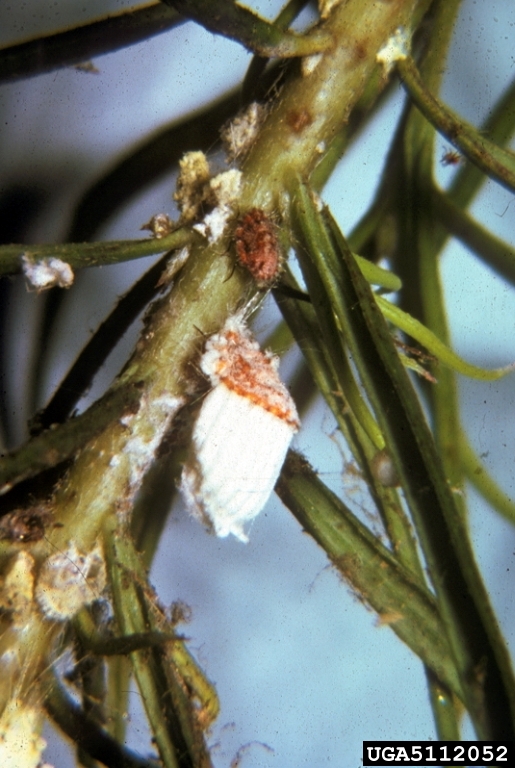 cottony cushion scale (Icerya purchasi)