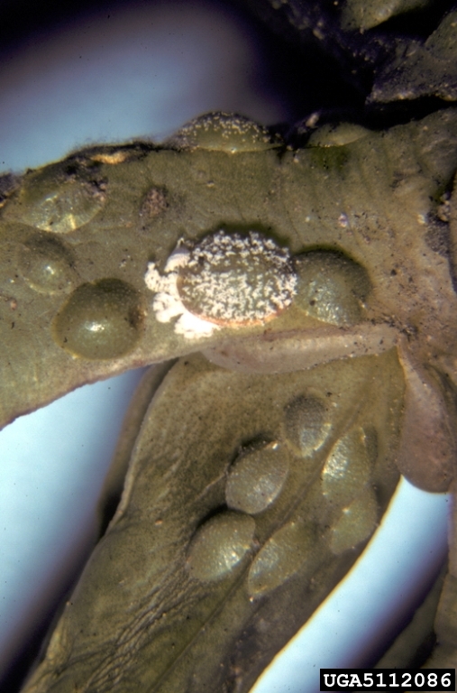 wax scales (Genus Pulvinaria Targioni Tozzetti, 1867)