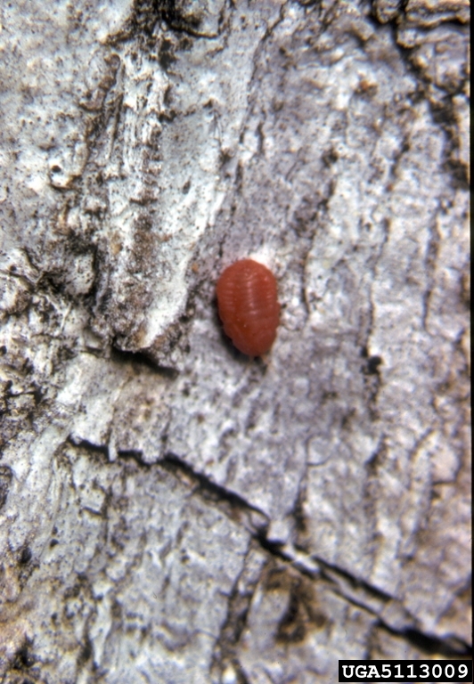 giant coccid (Kuwania quercus Kuwana, 1902)
