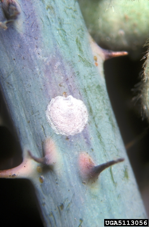 rose scale (Aulacaspis rosae)