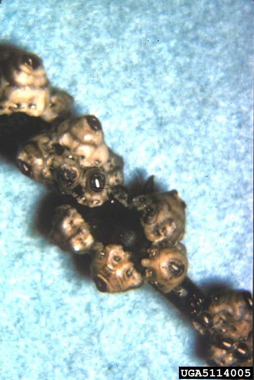 wax scale (Ceroplastes sinensis)