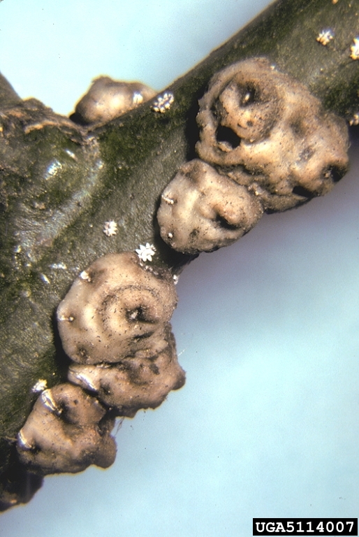 wax scale (Ceroplastes sinensis)