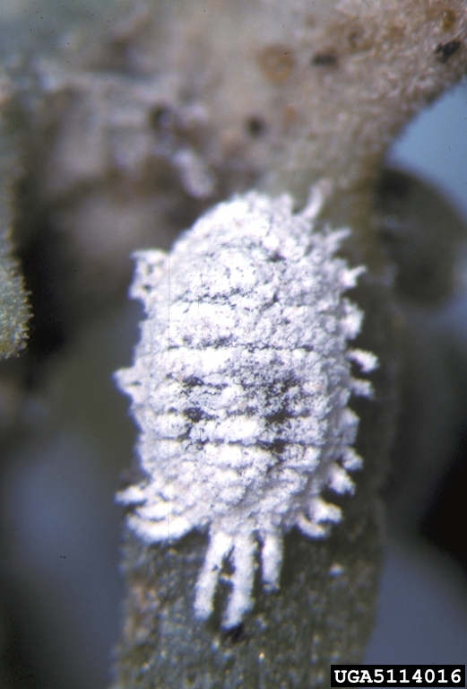 mealybug (Phenacoccus solenopsis)