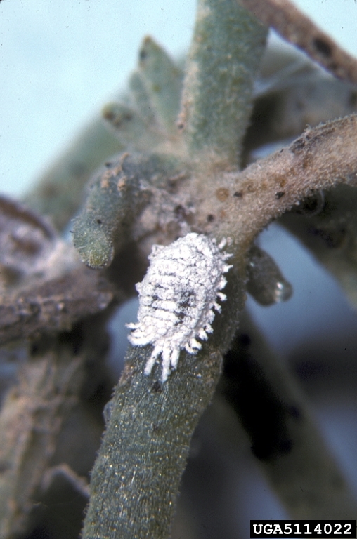 mealybug (Phenacoccus solenopsis)