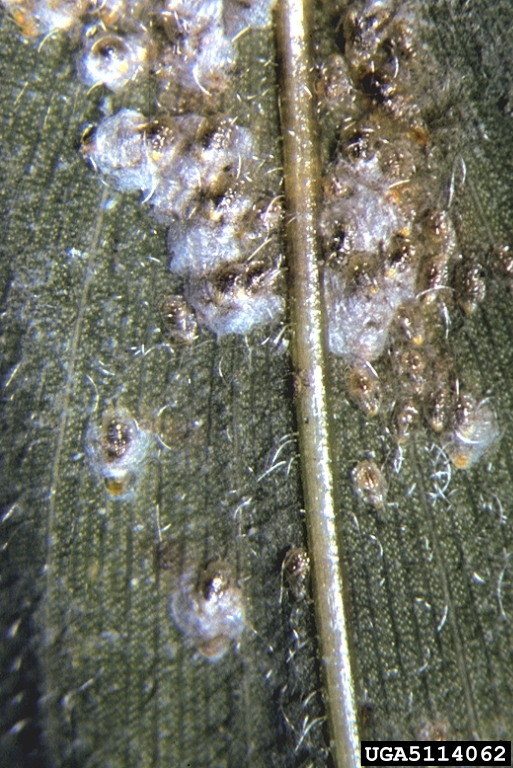 armored scale (Unachionaspis tenuis (Maskell))