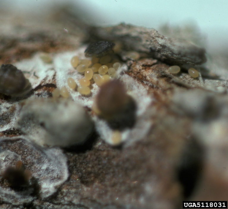 orchid scale (Diaspidiotus angraeci)