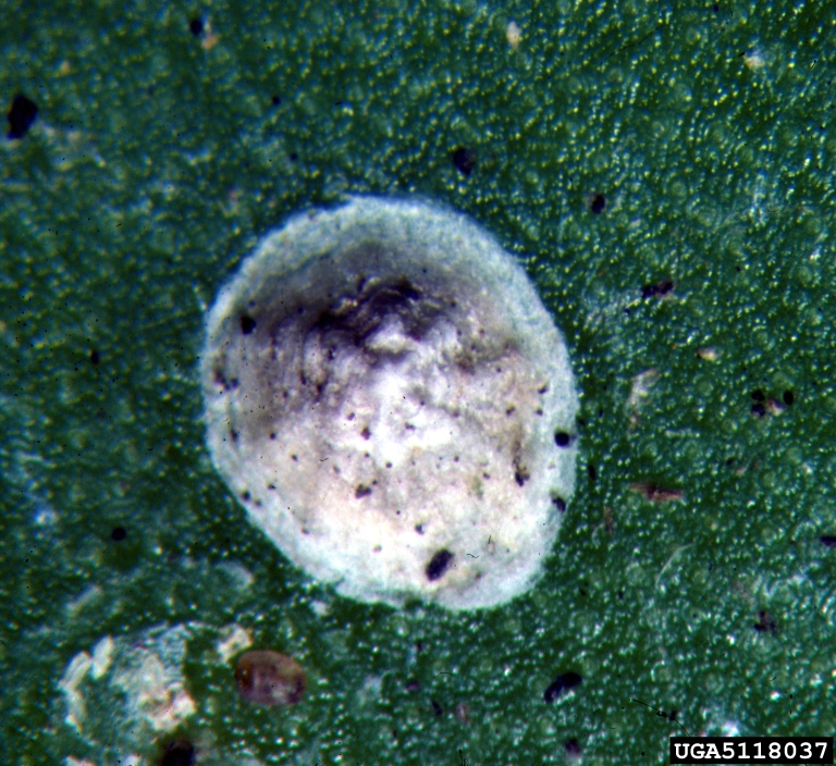 orchid scale (Conchaspis angraeci)