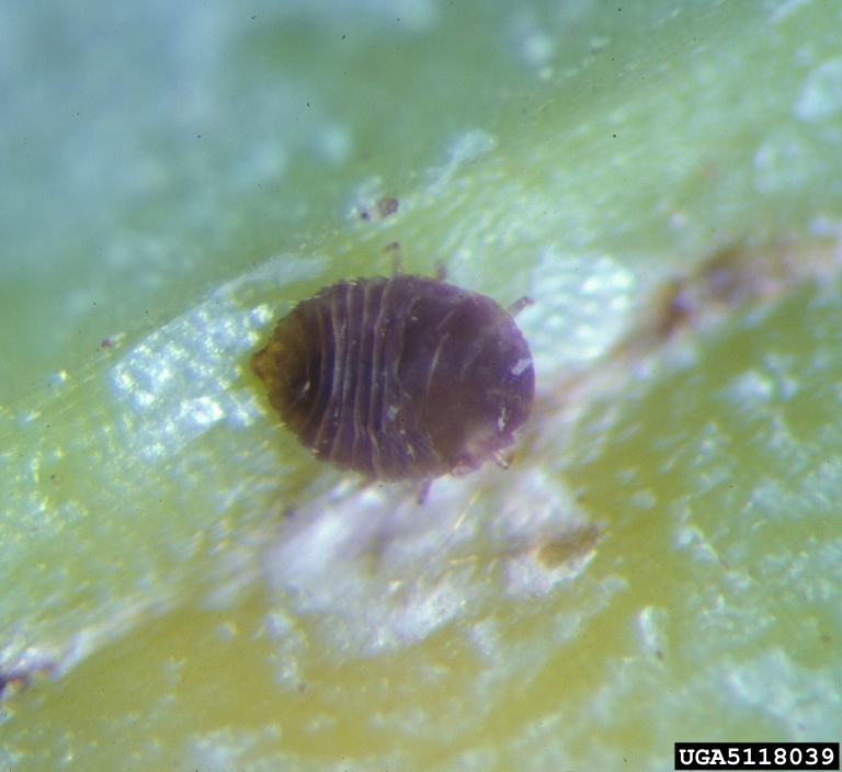 orchid scale (Conchaspis angraeci)