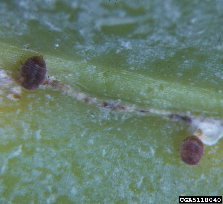 orchid scale (Conchaspis angraeci)