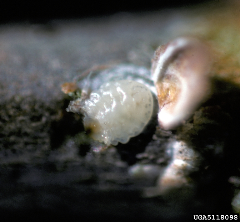 mining scale (Howardia biclavis) (Howardia biclavis ) on hibiscus ...