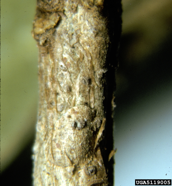 mining scale (Howardia biclavis ) on weeping fig (Ficus benjamina