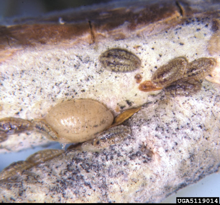 wax scale (Pulvinaria bigeloviae Cockerell, 1893)