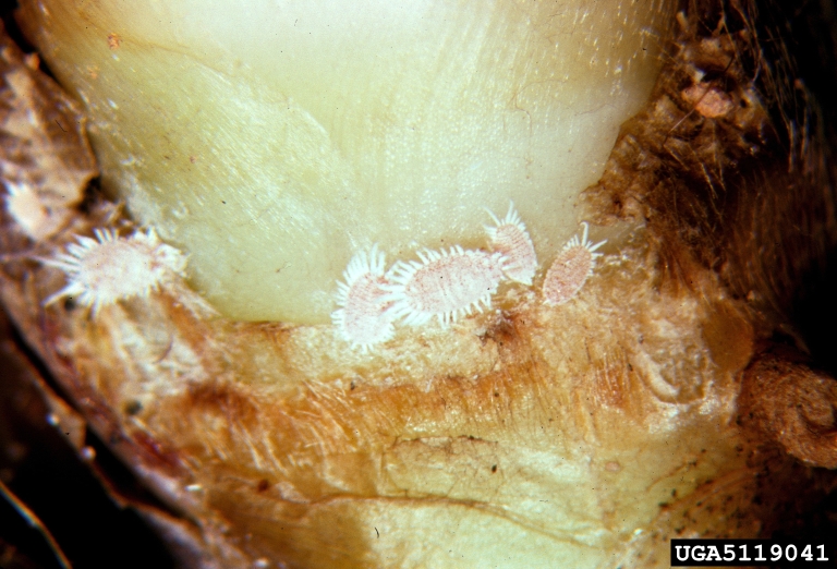 pineapple mealybug (Dysmicoccus brevipes)