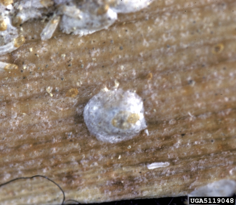 pineapple scale, Diaspis bromeliae (Hemiptera: Diaspididae) - 5119048