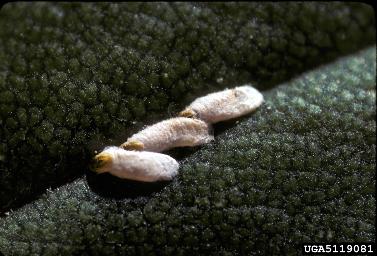 armored scale (Aonidomytilus ceanothi)