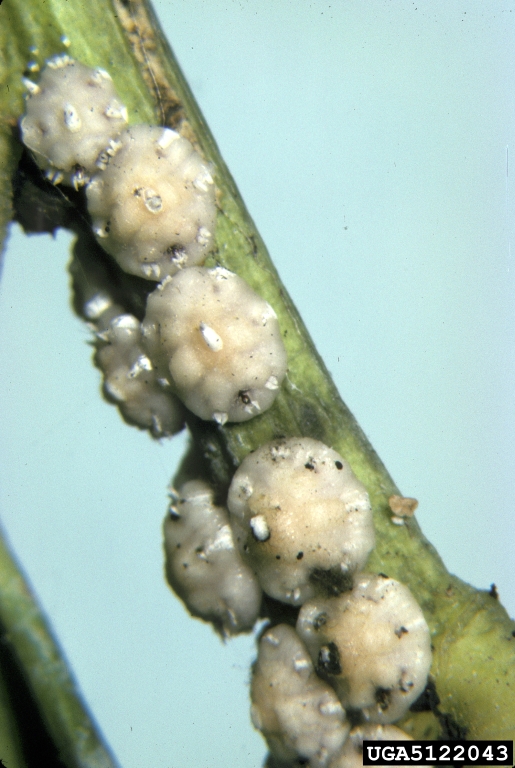 Florida wax scale (Ceroplastes floridensis)