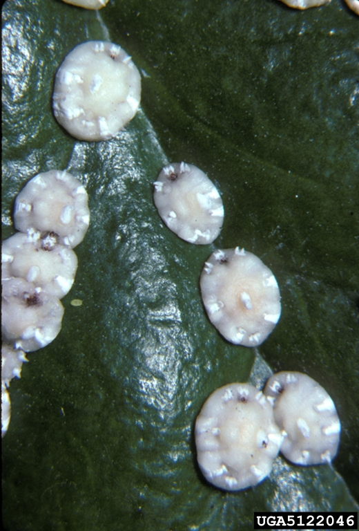 Florida wax scale (Ceroplastes floridensis)