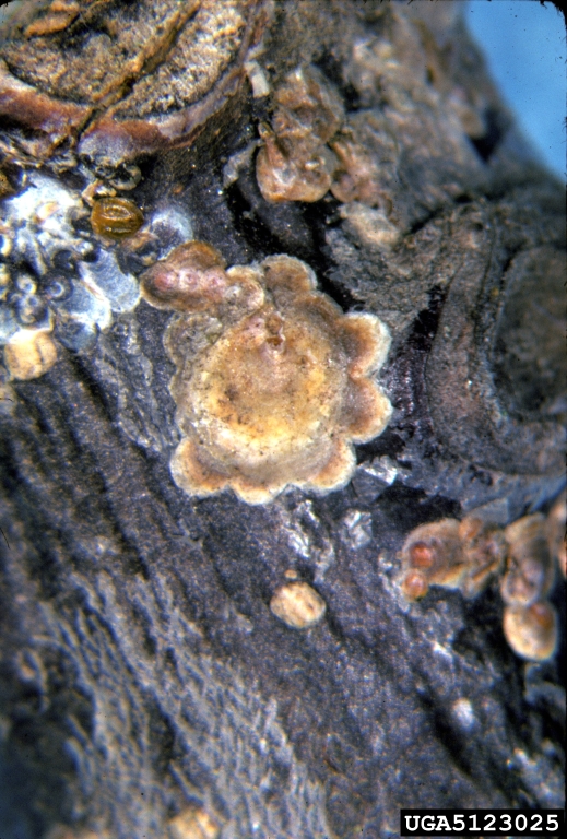 walnut scale (Diaspidiotus juglansregiae)