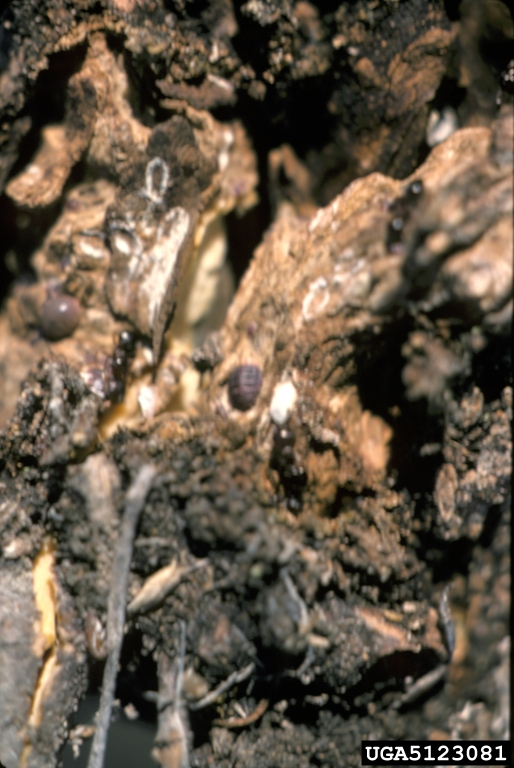 creosote eriococcin (Eriococcus larreae)