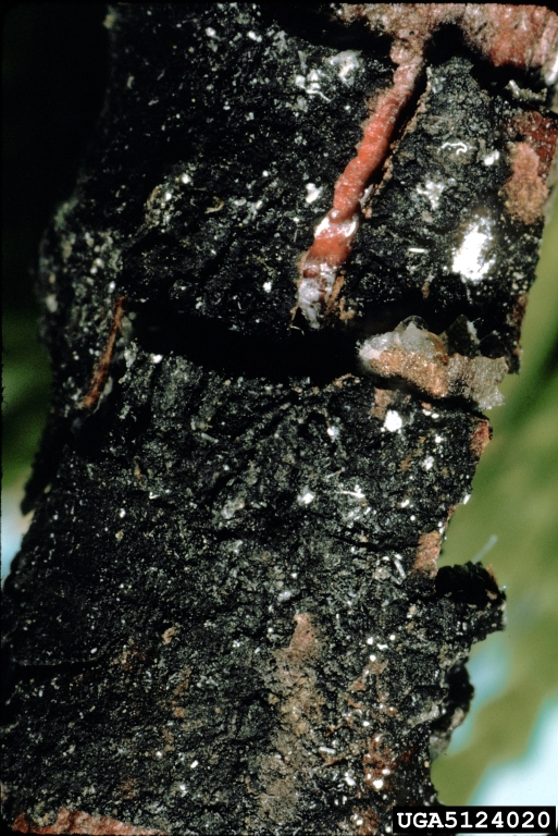 giant coccid (Xylococculus macrocarpae Coleman, 1908)