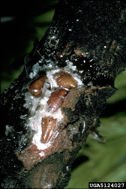 giant coccid (Xylococculus macrocarpae)