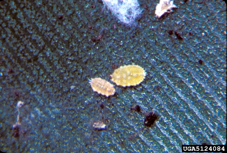 coconut mealybug (Nipaecoccus nipae (Maskell, 1893))