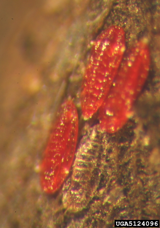 lobate lac scale (Paratachardina pseudolobata)