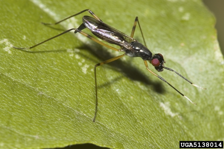 stiltlegged flies (Family Micropezidae)