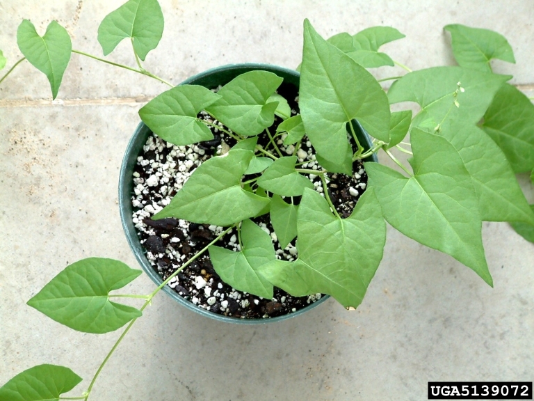 wild buckwheat (<em>Fallopia convolvulus</em>) foliage