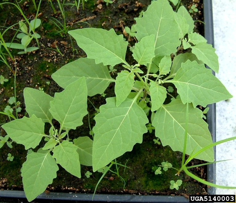 West Indian nightshade, Solanum ptychanthum (Solanales Solanaceae