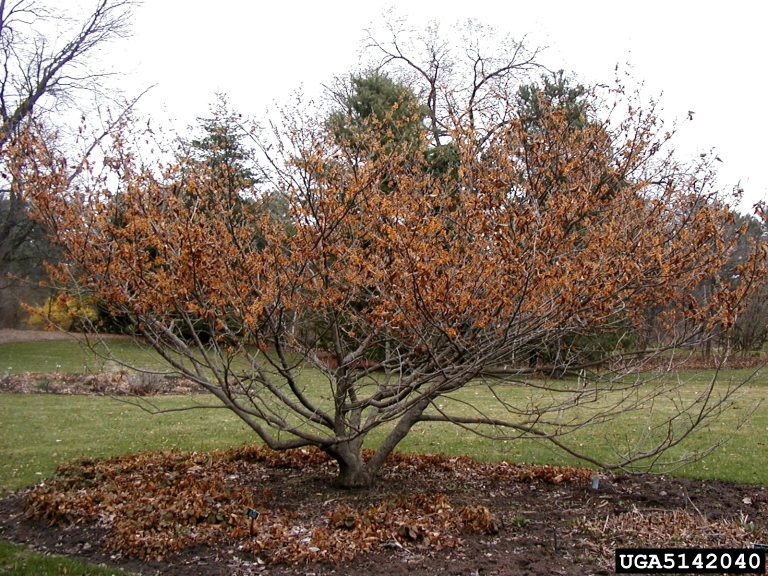 vernal witchhazel (Hamamelis vernalis)