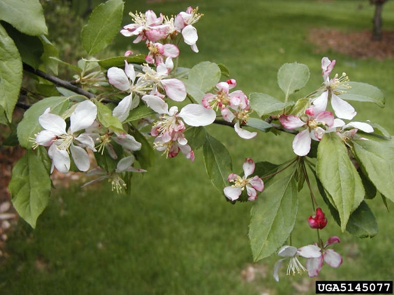 crabapple, Malus zumi (Rosales Rosaceae) 5145077