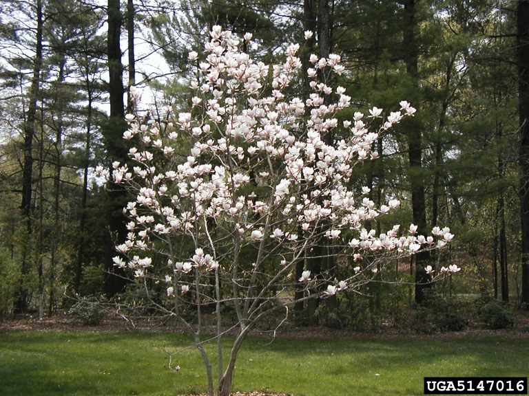 saucer magnolia (Magnolia x soulangeana)