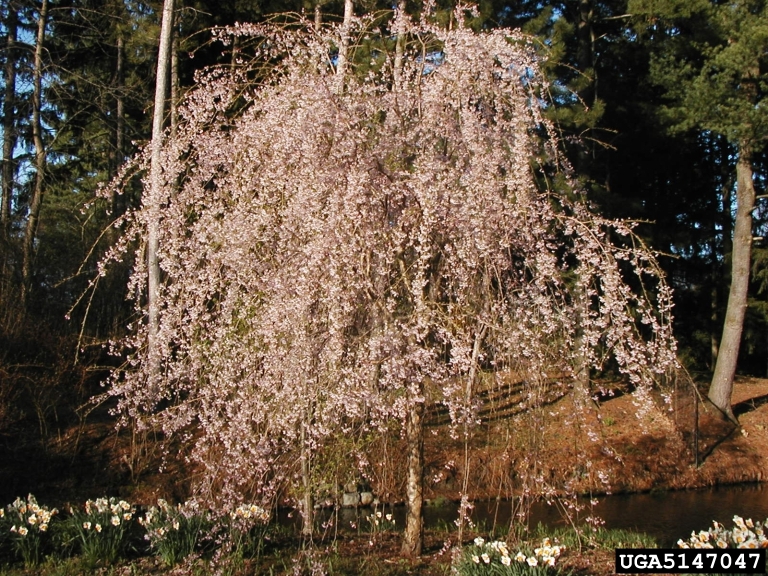 winterflowering cherry (Prunus subhirtella)