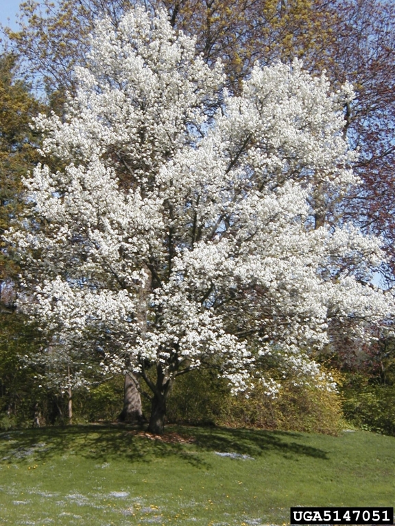 Callery pear (Bradford pear), Pyrus calleryana (Rosales Rosaceae