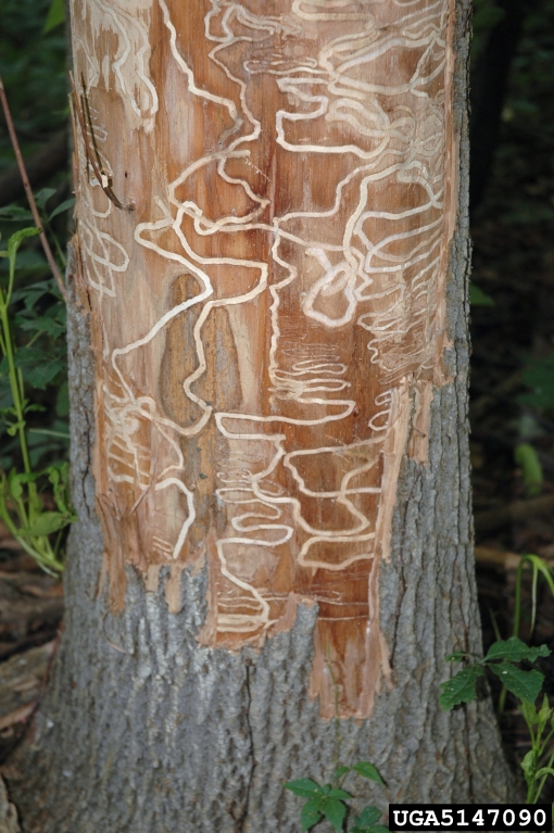emerald ash borer (Agrilus planipennis)