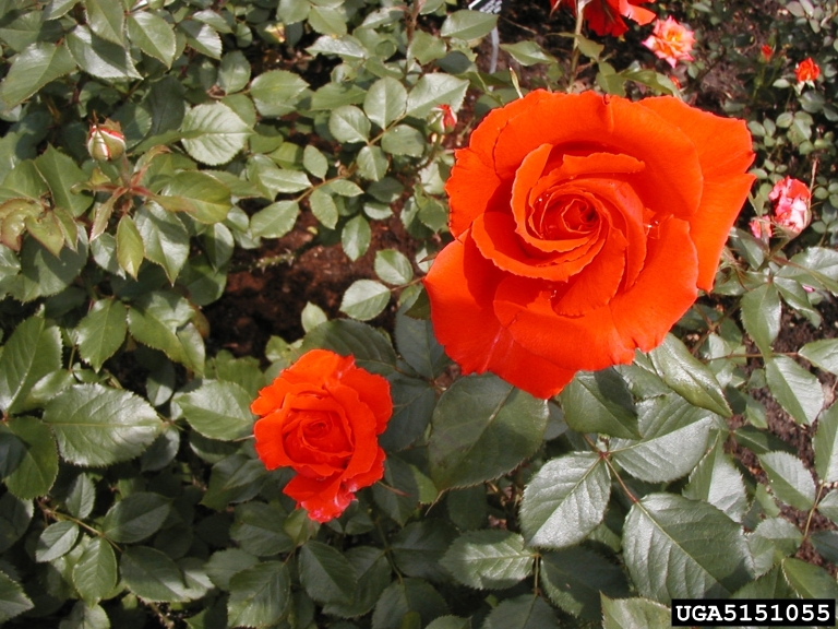 rose (Genus Rosa)