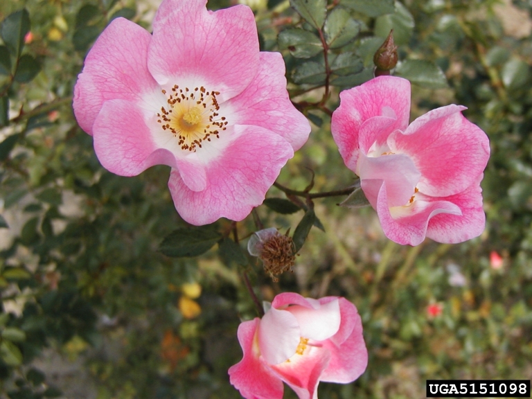 rose (Genus Rosa)
